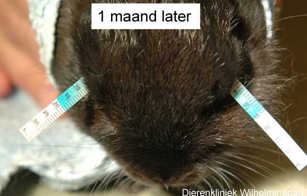 Een konijn met een witting op de cornea STT te laag = KCS of droge ogen heeft weer veel traanvocht 1 maand later, Dierenkliniek Wilhelminapark, Utrecht